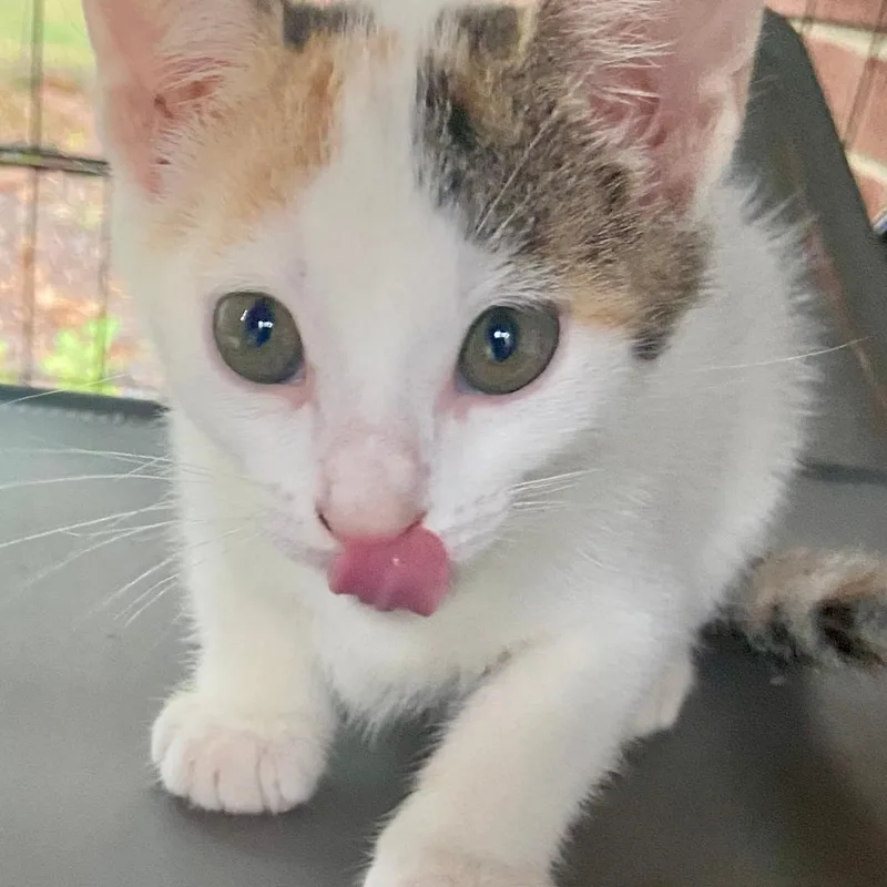 A baby medium-sized female Domestic Short Hair cat named Lucia for adoption in Gastonia, NC