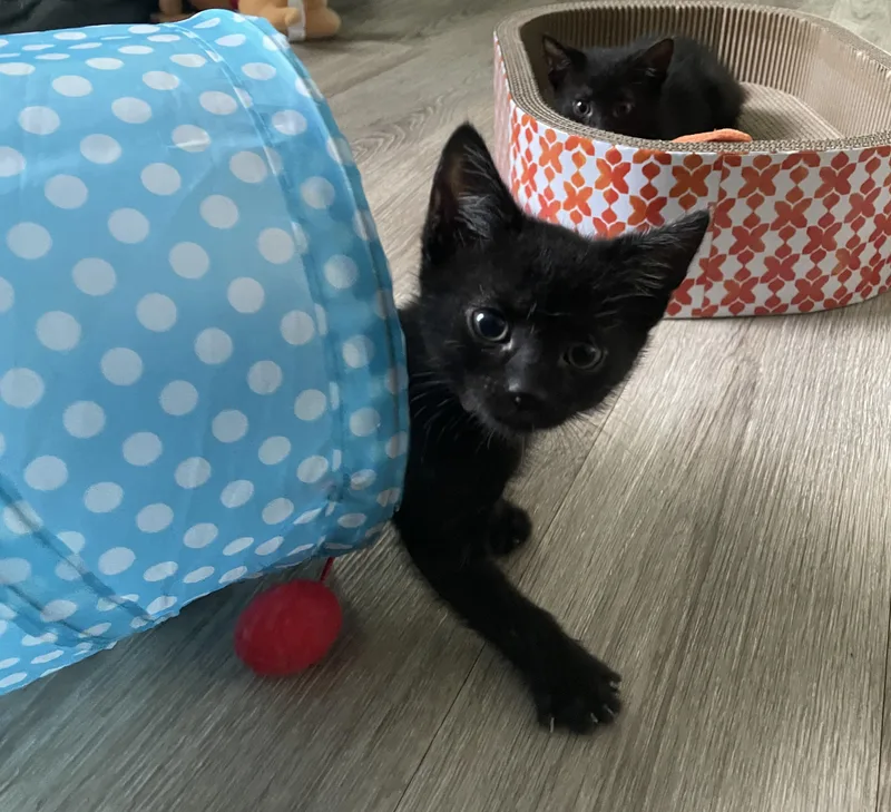 A baby medium-sized male Black Domestic Short Hair cat named Esspresso for adoption in Columbia, MD