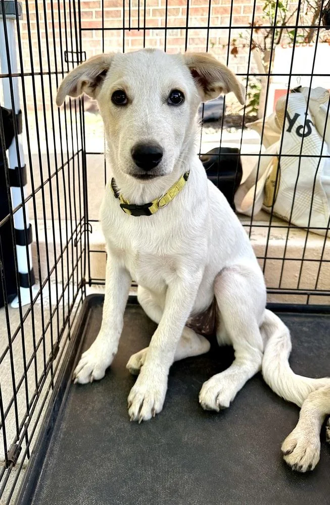 A young medium-sized female White / Cream Great Pyrenees dog named Sooki for adoption in Shawnee, OK
