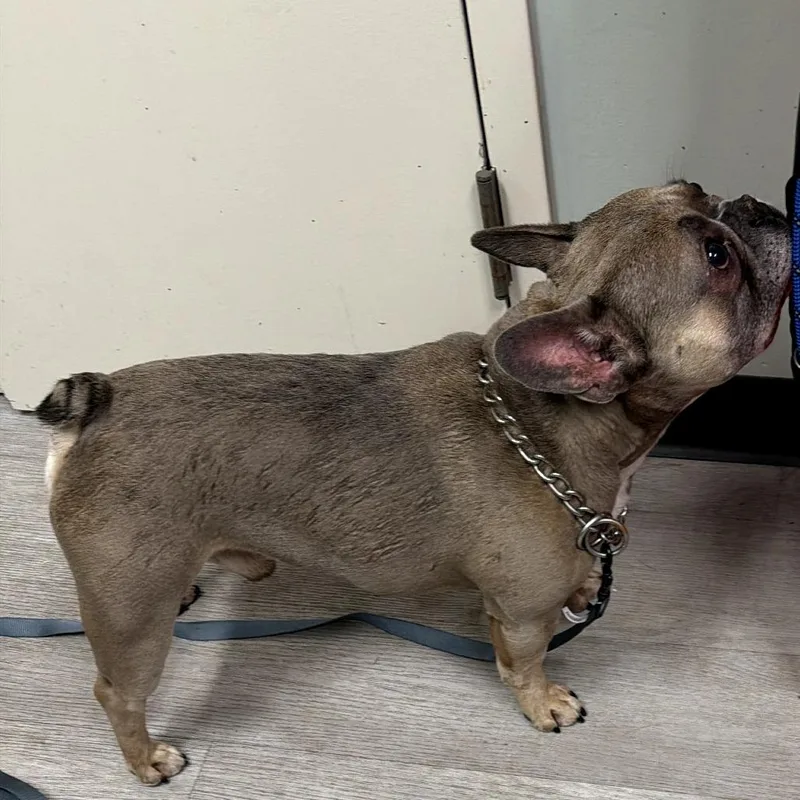 An adult medium-sized male Brown / Chocolate French Bulldog dog named Blu for adoption in Waldorf, MD