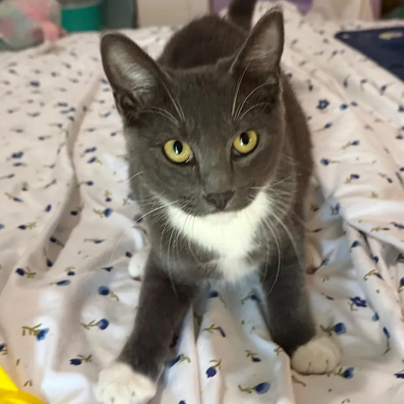 A baby small-sized female Domestic Short Hair cat named Sox for adoption in Daphne, AL