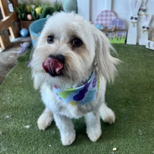 A young small-sized male Yellow / Tan / Blond / Fawn Maltese dog named Dogwood for adoption in Broken Arrow, OK