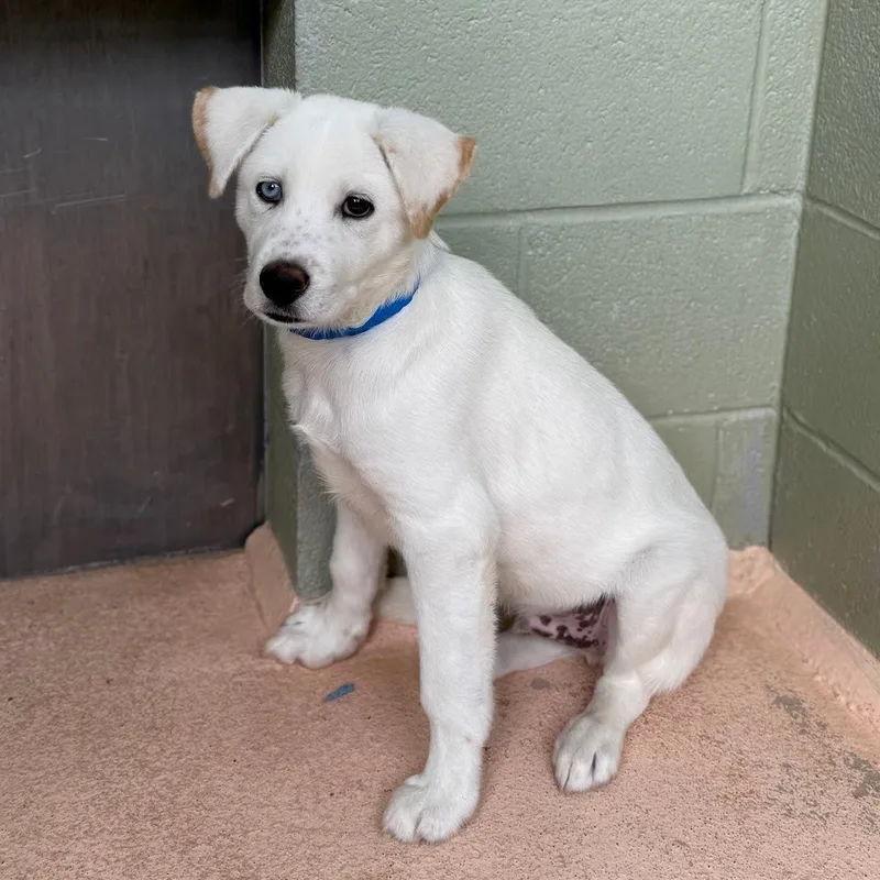 A baby small-sized male Australian Cattle Dog / Blue Heeler dog named Jolteon for adoption in El Paso, TX