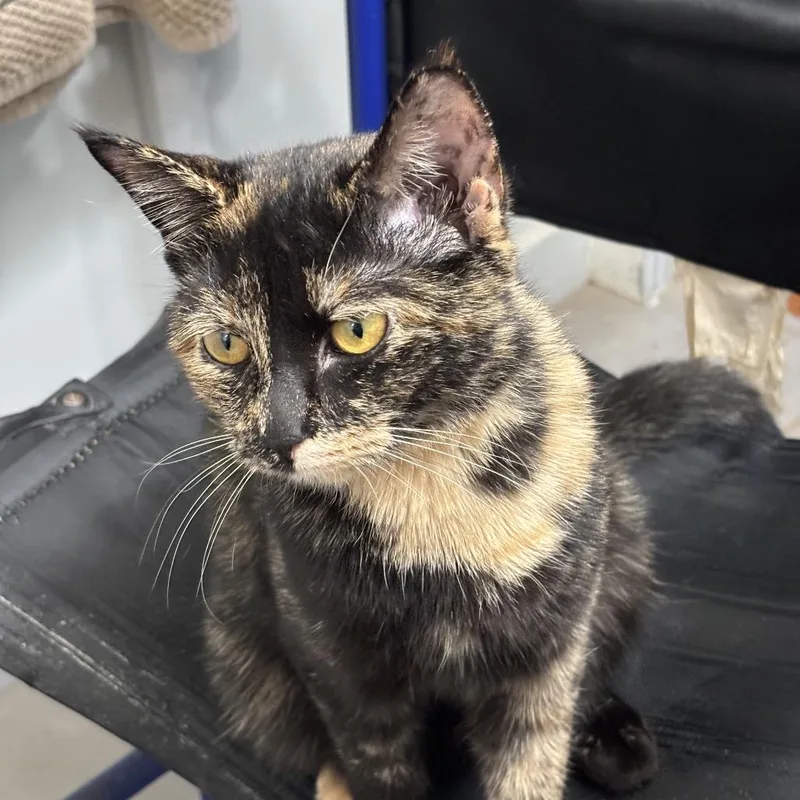 An adult medium-sized female Domestic Short Hair cat named Hazel for adoption in Normal, IL