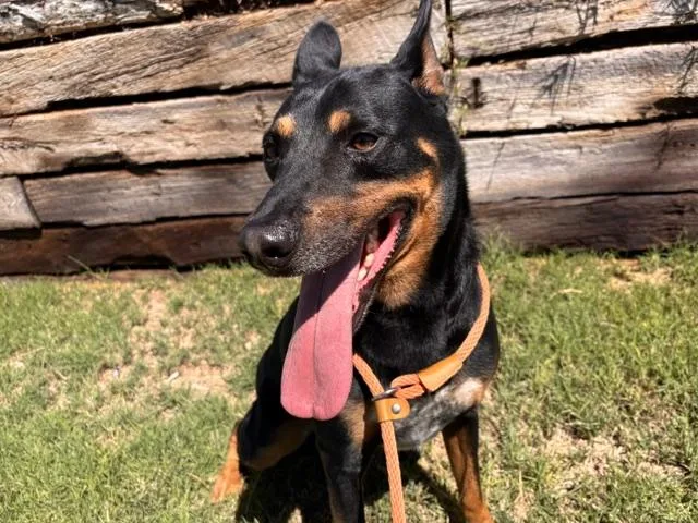 An adult medium-sized male Doberman Pinscher dog named Goku for adoption in Albuquerque, NM