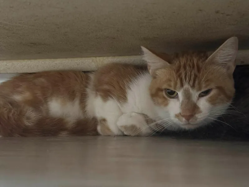 A young medium-sized male Domestic Short Hair cat named Oscar The Grouch for adoption in Marion, OH