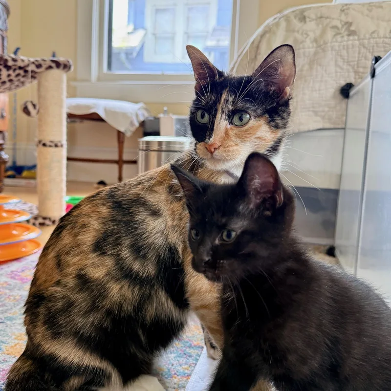 Valentina thumbnail 2