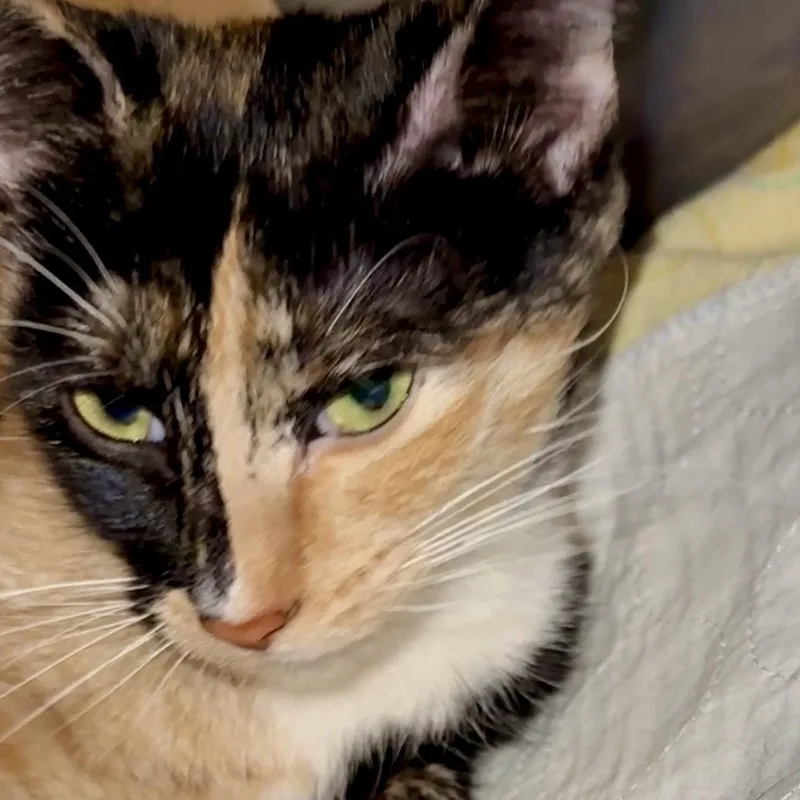 Valentina thumbnail 4