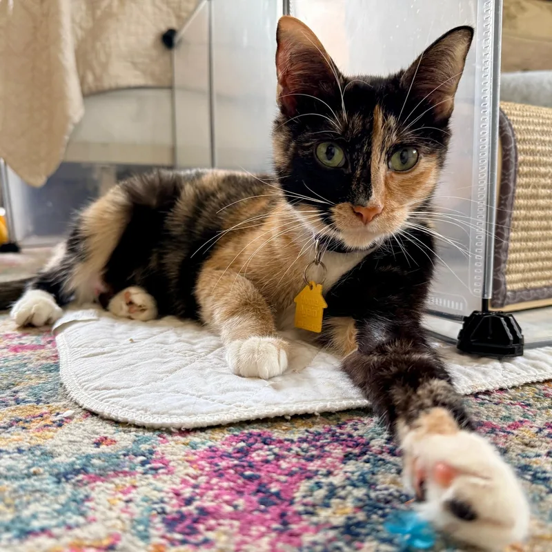 Valentina thumbnail 6