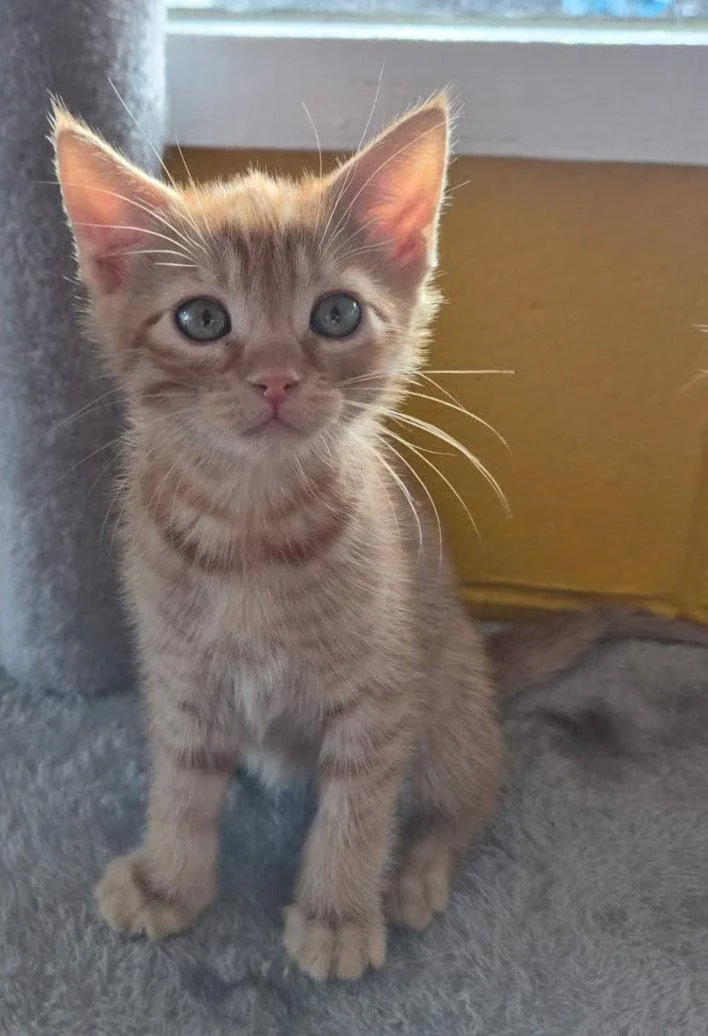 A baby medium-sized male Orange / Red Domestic Short Hair cat named Cheddar for adoption in San Jose, CA