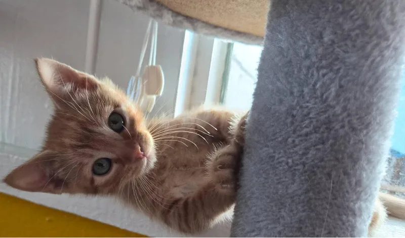 Cheddar thumbnail 2