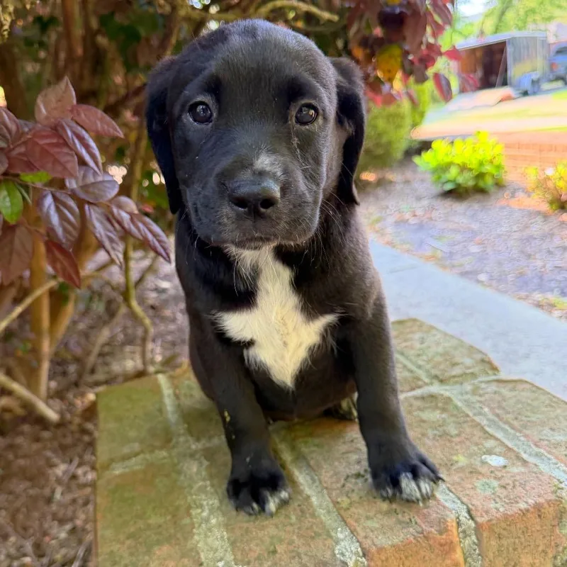 Sweet Caroline thumbnail 2