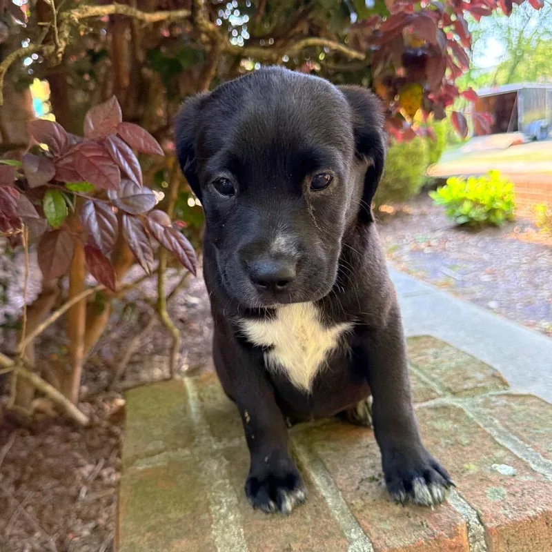 Sweet Caroline thumbnail 3