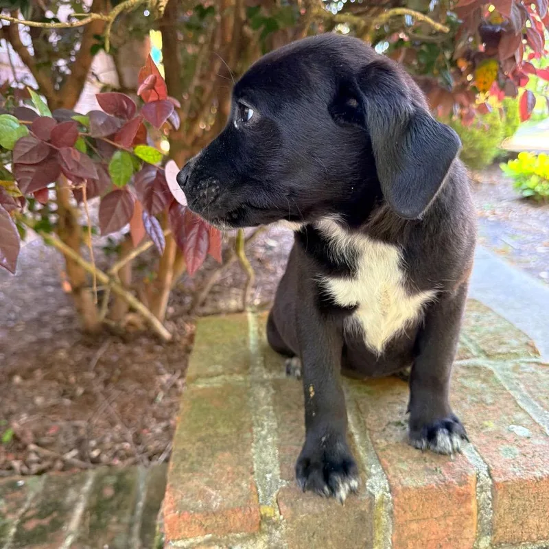 Sweet Caroline thumbnail 4