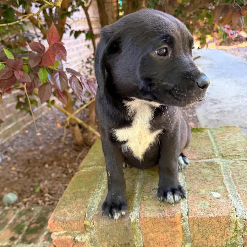 Sweet Caroline thumbnail 5