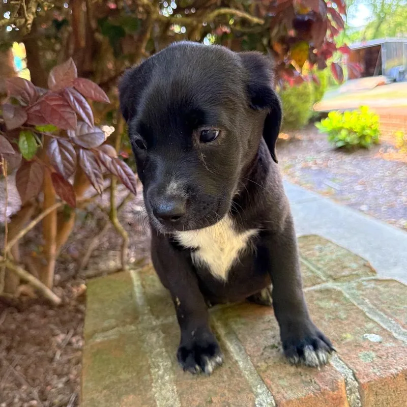 Sweet Caroline thumbnail 6