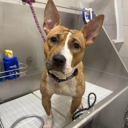 An adult medium-sized female Yellow / Tan / Blond / Fawn Mixed Breed dog named Moxie for adoption in Matteson, IL