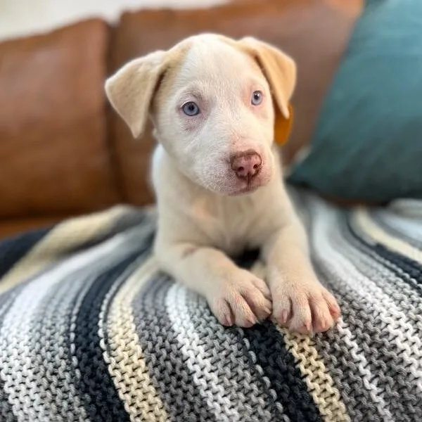 A baby medium-sized male White / Cream Pit Bull Terrier dog named Mr White for adoption in Friendswood, TX