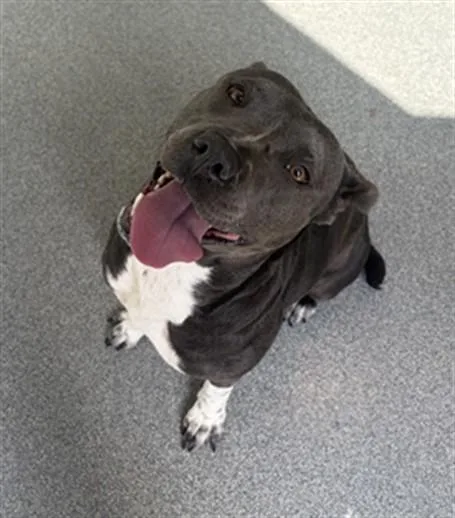 A young medium-sized female Pit Bull Terrier dog named Pattycake for adoption in Toledo, OH