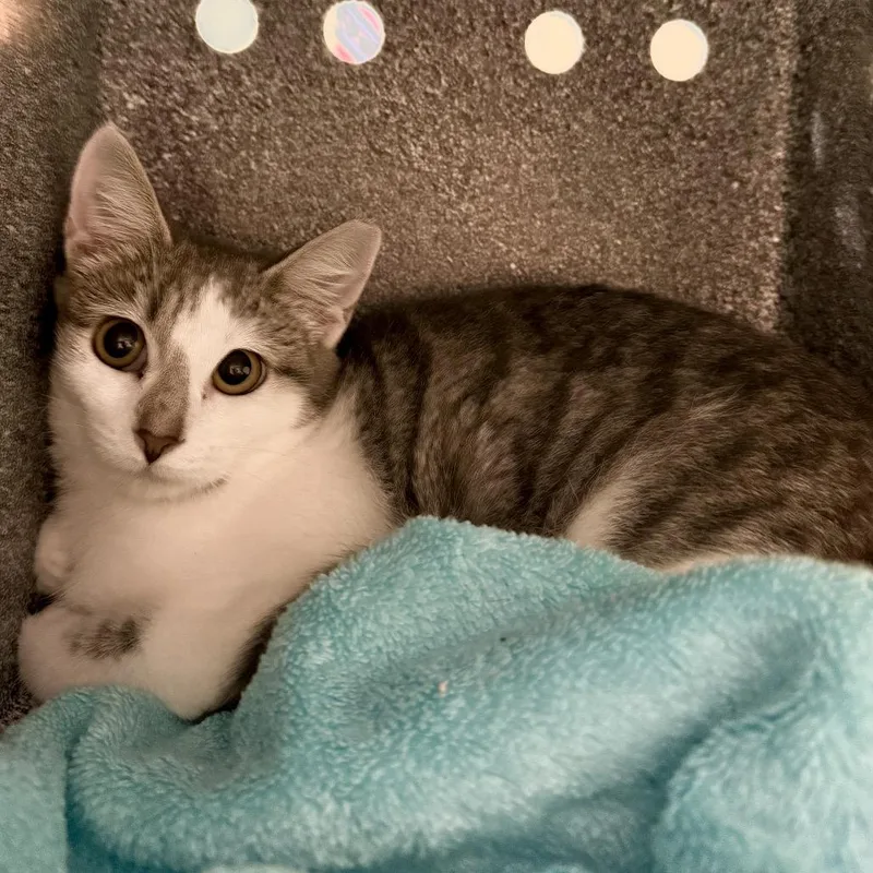 A young medium-sized female White Domestic Short Hair cat named Macarena for adoption in Baltimore, MD