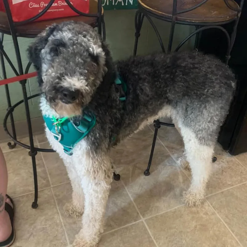 An adult medium-sized female Standard Poodle dog named Persephone for adoption in Marseilles, IL