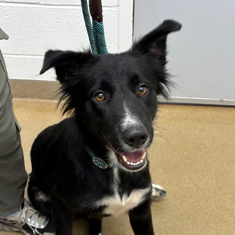 An adult medium-sized female Black Shepherd dog named Queen for adoption in Corpus Christi, TX