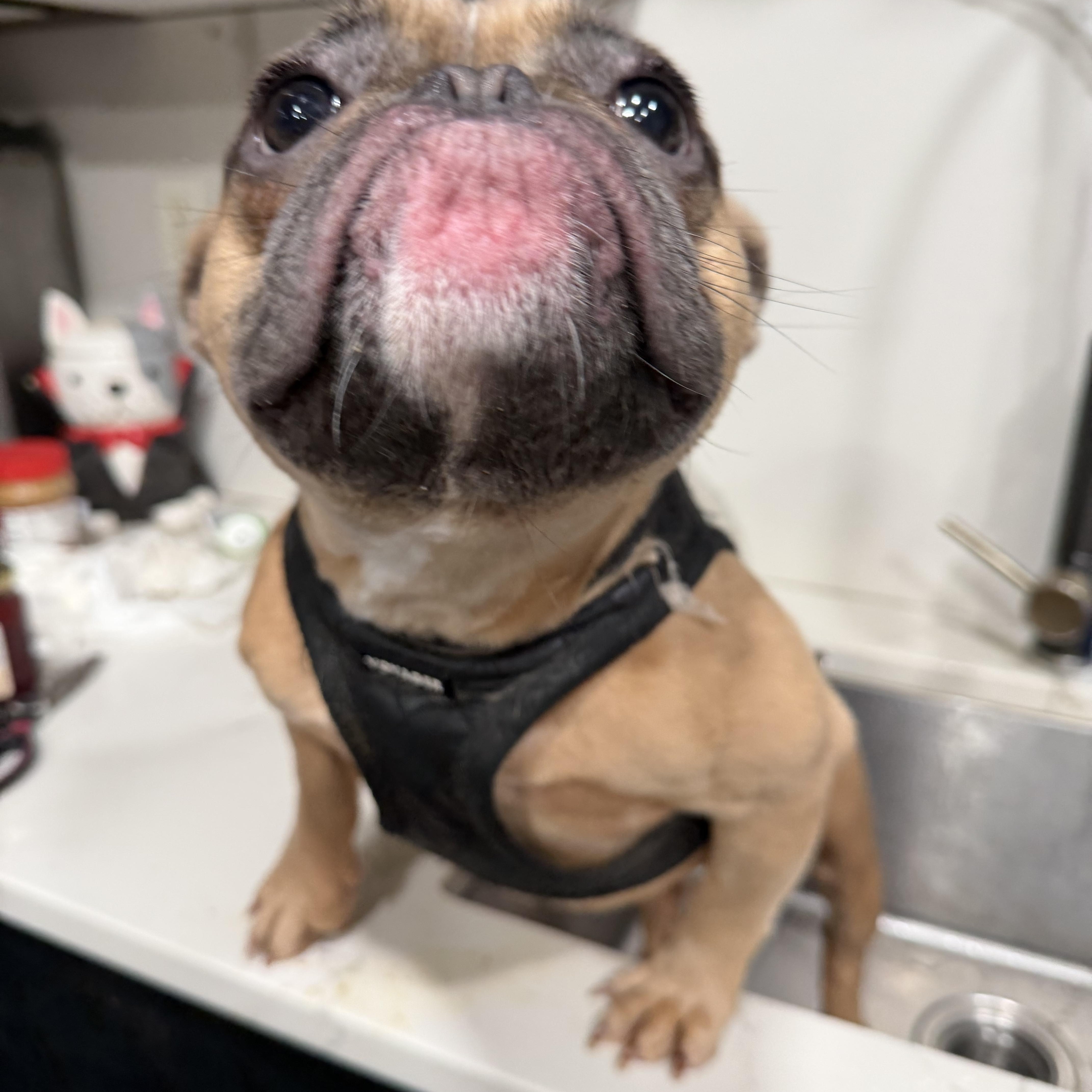 A baby small-sized female French Bulldog dog named Honey for adoption in Decatur , IL