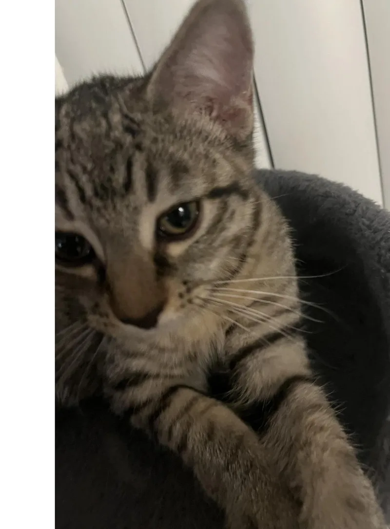 A baby small-sized male Gray / Blue / Silver Domestic Short Hair cat named Romeo Donaldson for adoption in Chandler, AZ