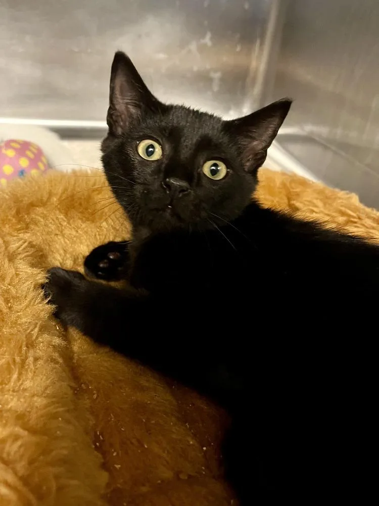 A baby medium-sized male Black Domestic Short Hair cat named Morpheus for adoption in Emerald Isle, NC