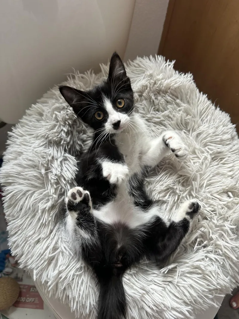 A baby small-sized female Black Domestic Short Hair cat named Ruby Shoes for adoption in Chandler, AZ