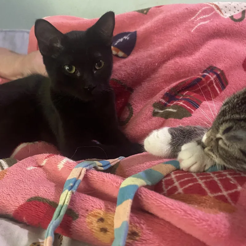 Marshmallow & Gelato thumbnail 4