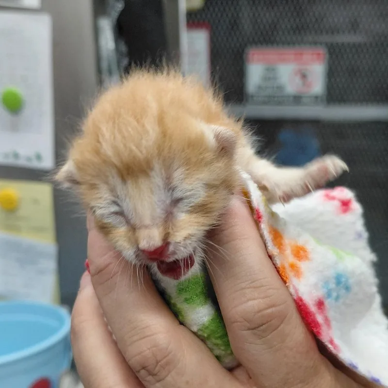 A baby small-sized male Orange / Red Domestic Short Hair cat named Archie for adoption in Springtown, TX