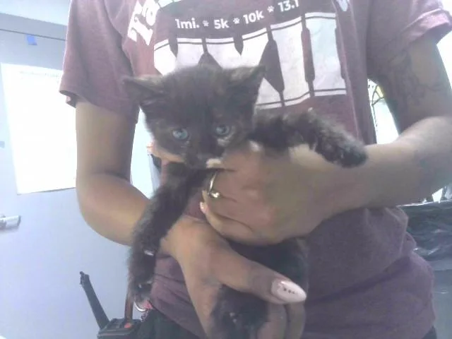 A baby small-sized female Domestic Short Hair cat named Prue for adoption in Tallahassee, FL
