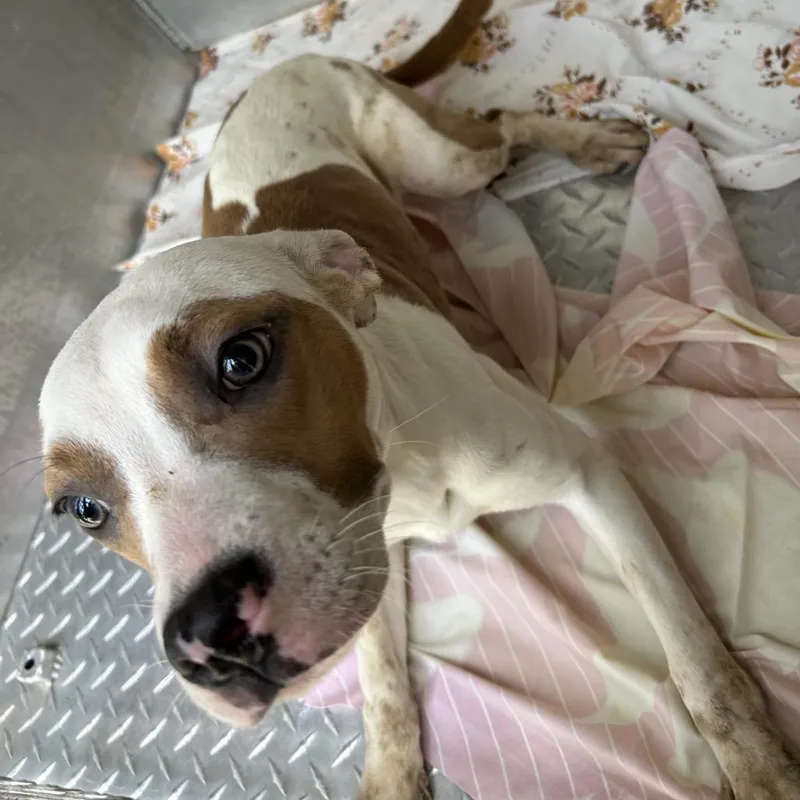 An adult medium-sized female White / Cream Pit Bull Terrier dog named Queen for adoption in Greensboro, NC