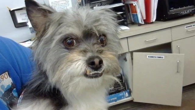 A senior small-sized male Mixed Breed dog named Gael for adoption in Dallas, TX