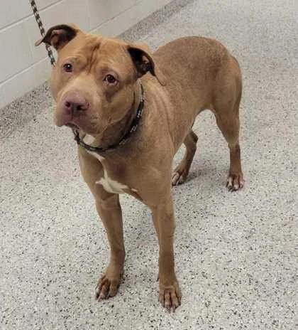 An adult large-sized male Brown / Chocolate Pit Bull Terrier dog named Taxi for adoption in Kansas City, MO