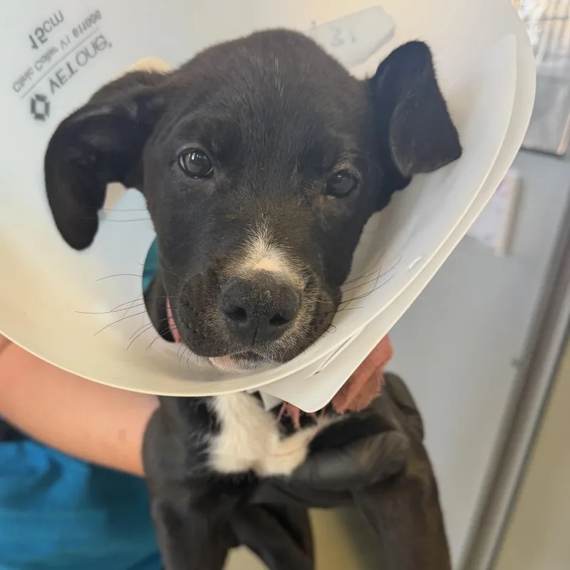 A baby medium-sized male Black Mixed Breed dog named July for adoption in Palm Springs, CA