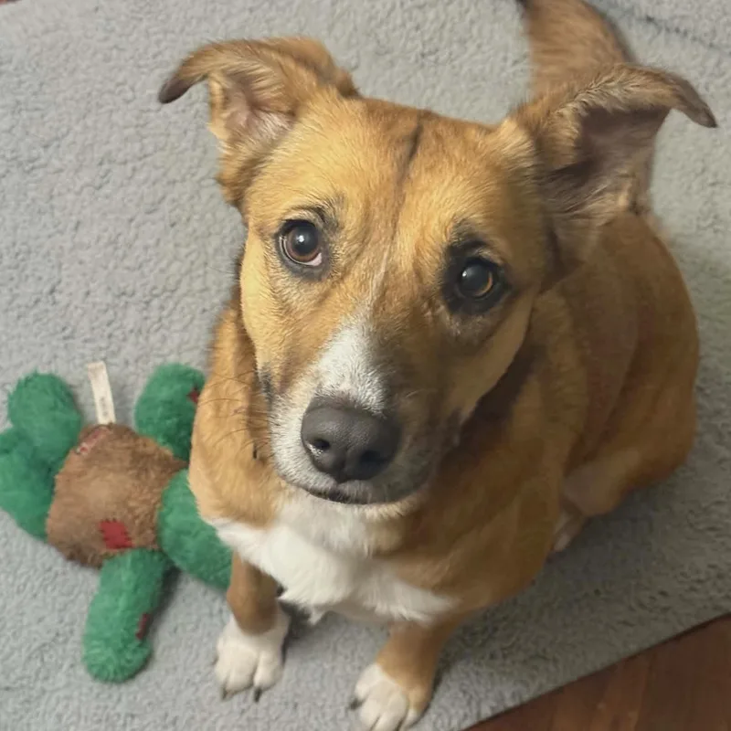 An adult medium-sized female Golden Shepherd dog named Maya for adoption in Corpus Christi, TX