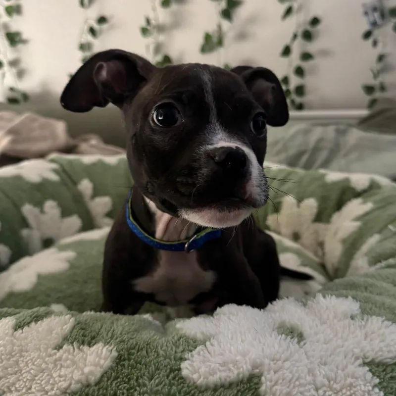 A baby small-sized male Black Pit Bull Terrier dog named Zero for adoption in Las Vegas, NV