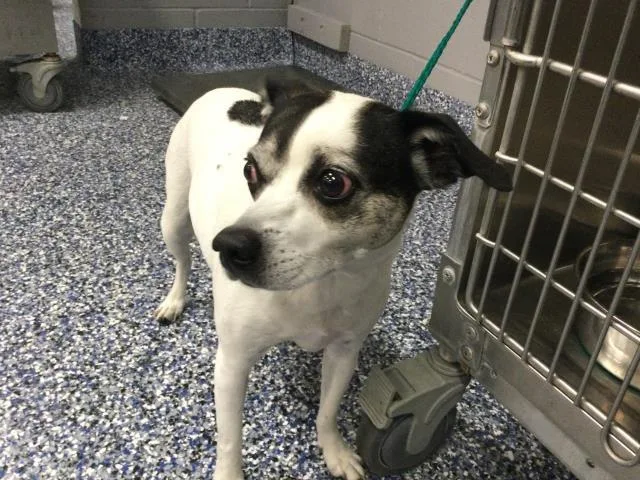 An adult small-sized female Parson Russell Terrier dog named Layla for adoption in Riverside, CA