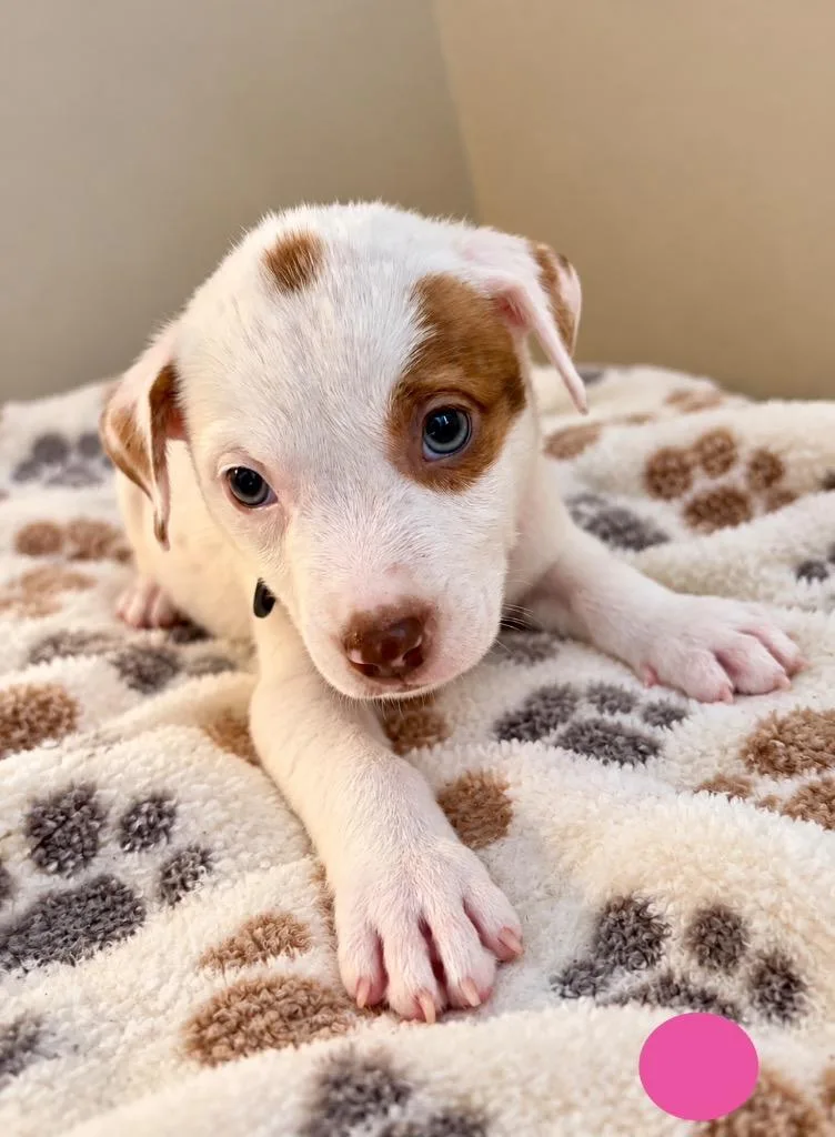 A baby small-sized female Mixed Breed dog named Saturn for adoption in St. Augustine, FL