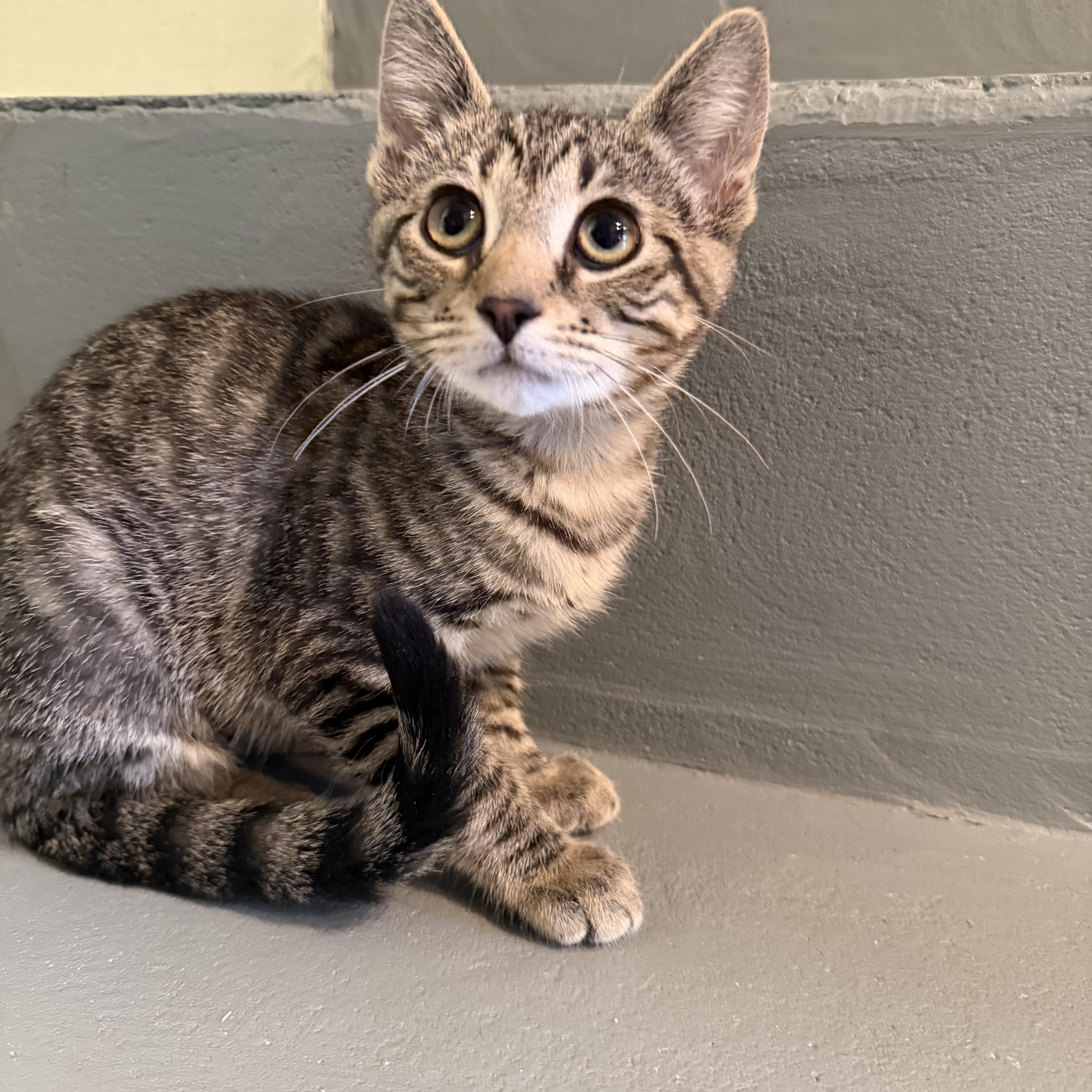 A baby small-sized female Tabby (Orange / Red) Domestic Short Hair cat named Jessie for adoption in Bellmawr, NJ