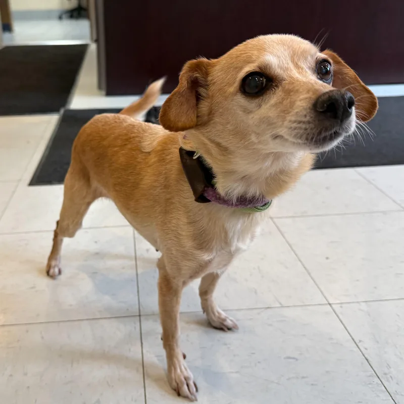 A senior small-sized female Brown / Chocolate Chihuahua dog named Alice for adoption in Latrobe, PA