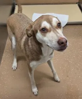 An adult medium-sized female Yellow / Tan / Blond / Fawn Carolina Dog dog named Lexi for adoption in Allen, TX