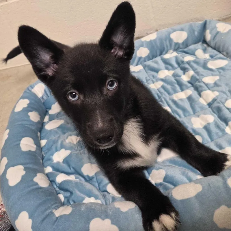 A baby small-sized female Black Cardigan Welsh Corgi dog named Happy for adoption in Beaumont, TX