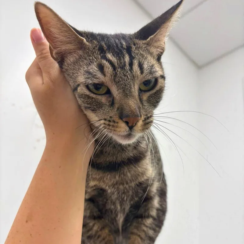 An adult medium-sized female Tabby (Brown / Chocolate) Domestic Short Hair cat named Cherie for adoption in Manhattan Beach, CA