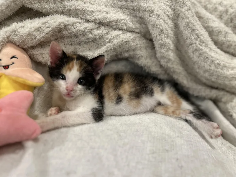 A baby medium-sized female Calico Domestic Short Hair cat named Jewel S. for adoption in Lemoyne, PA