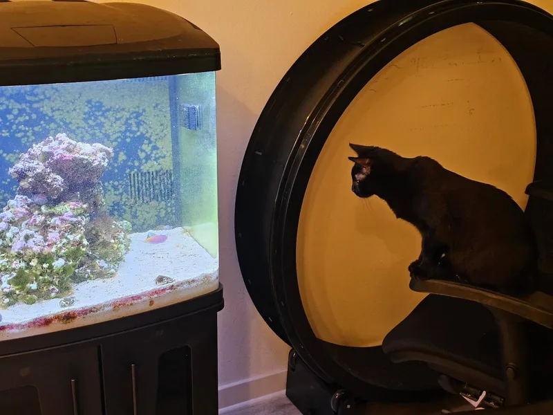 A young medium-sized female Black Bombay cat named Spaghetti for adoption in San Juan Capistrano, CA