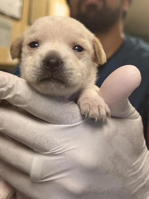 A baby small-sized female Terrier dog named Biscuit for adoption in Riverside, CA