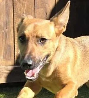 A young medium-sized female German Shepherd Dog dog named Xena for adoption in Radcliff, KY